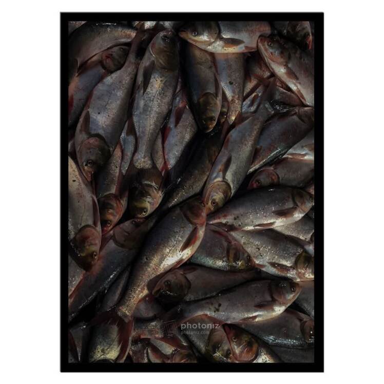 تابلو عکس جانوران کد 2542