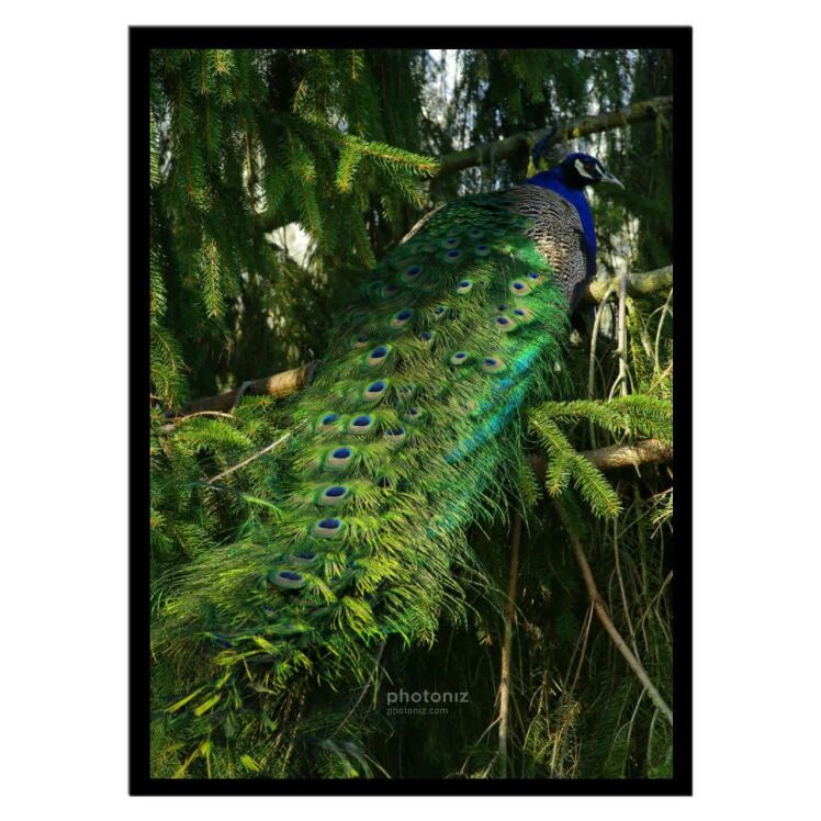 تابلو عکس جانوران کد 2548