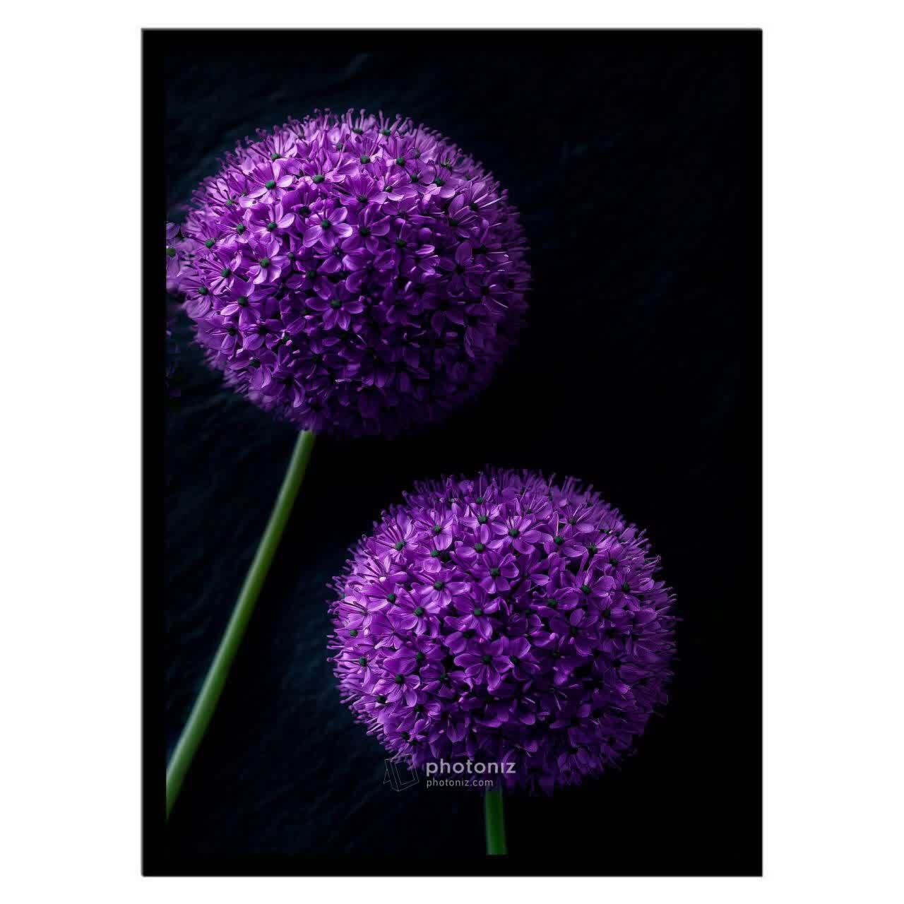  تابلو عکس گل و گیاه کد 2816 