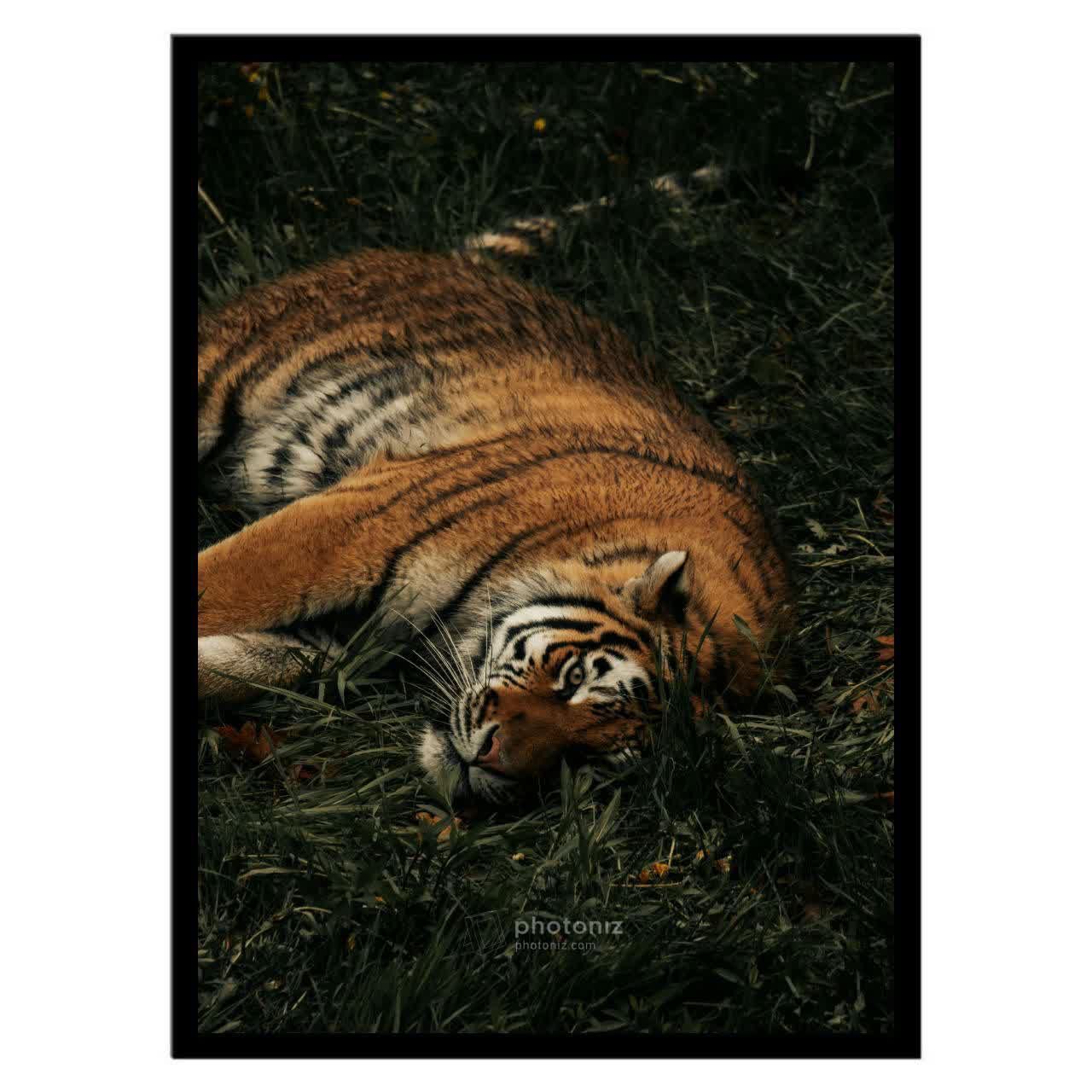  تابلو عکس جانوران کد 2625 