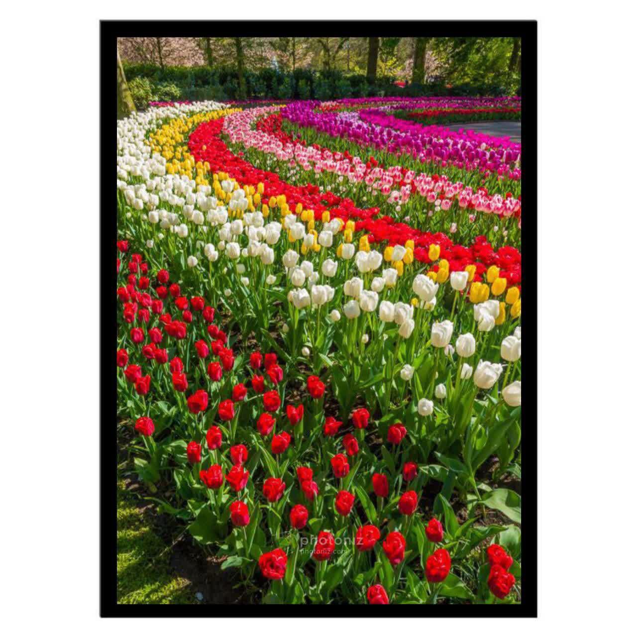  تابلو عکس گل و گیاه کد 2491 