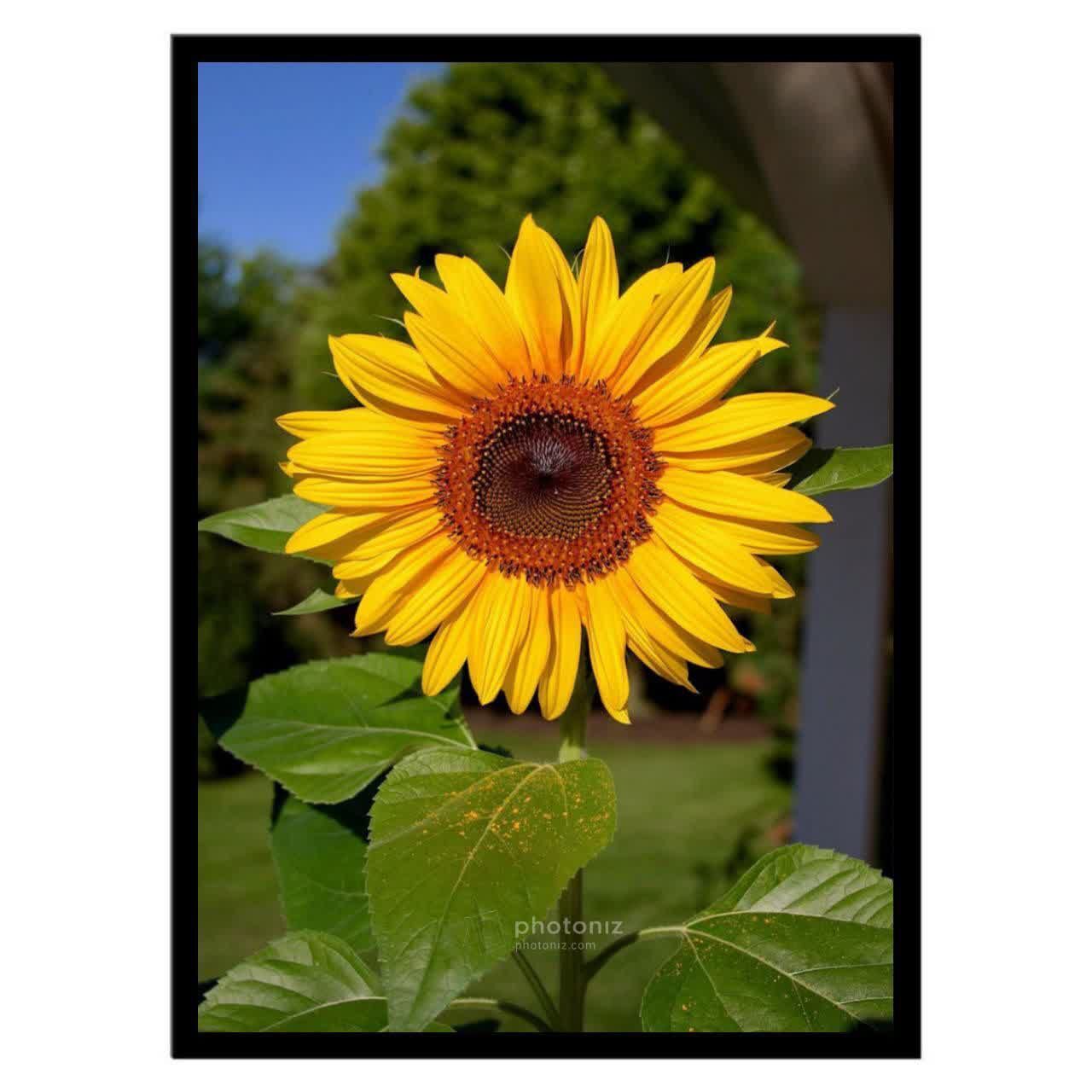  تابلو عکس گل و گیاه کد 2489 