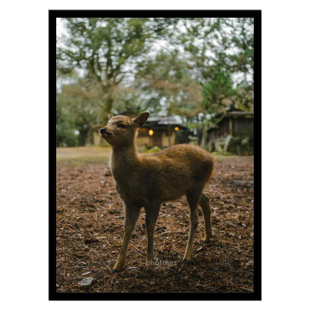  تابلو عکس جانوران کد 2549 