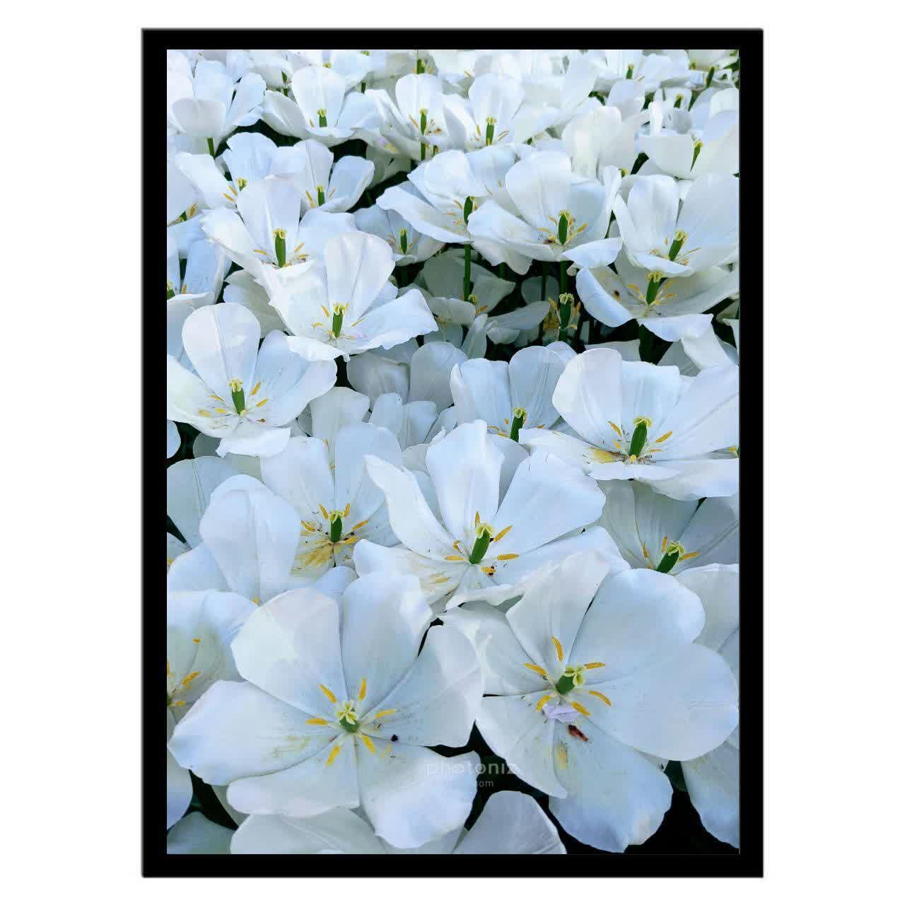  تابلو عکس گل و گیاه کد 2558 