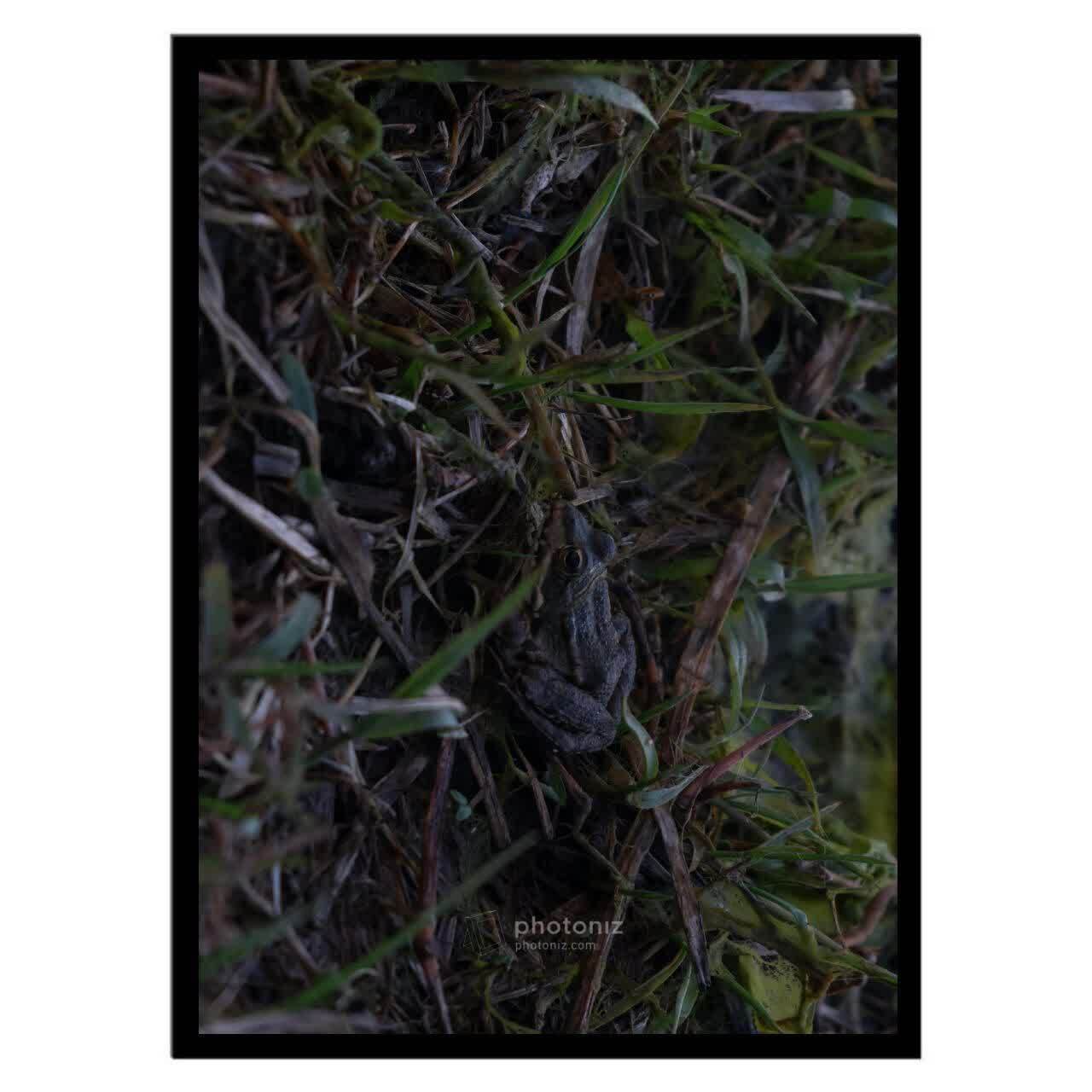  تابلو عکس جانوران کد 2543 