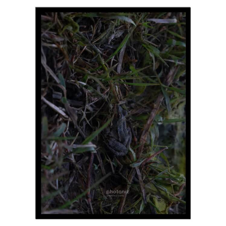 تابلو عکس جانوران کد 2543