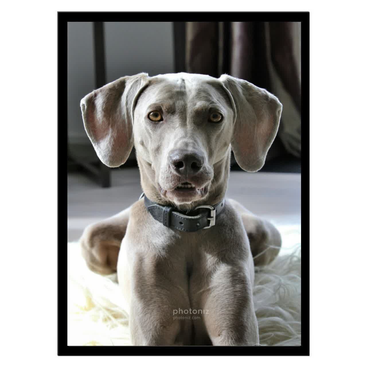  تابلو عکس جانوران کد 2624 