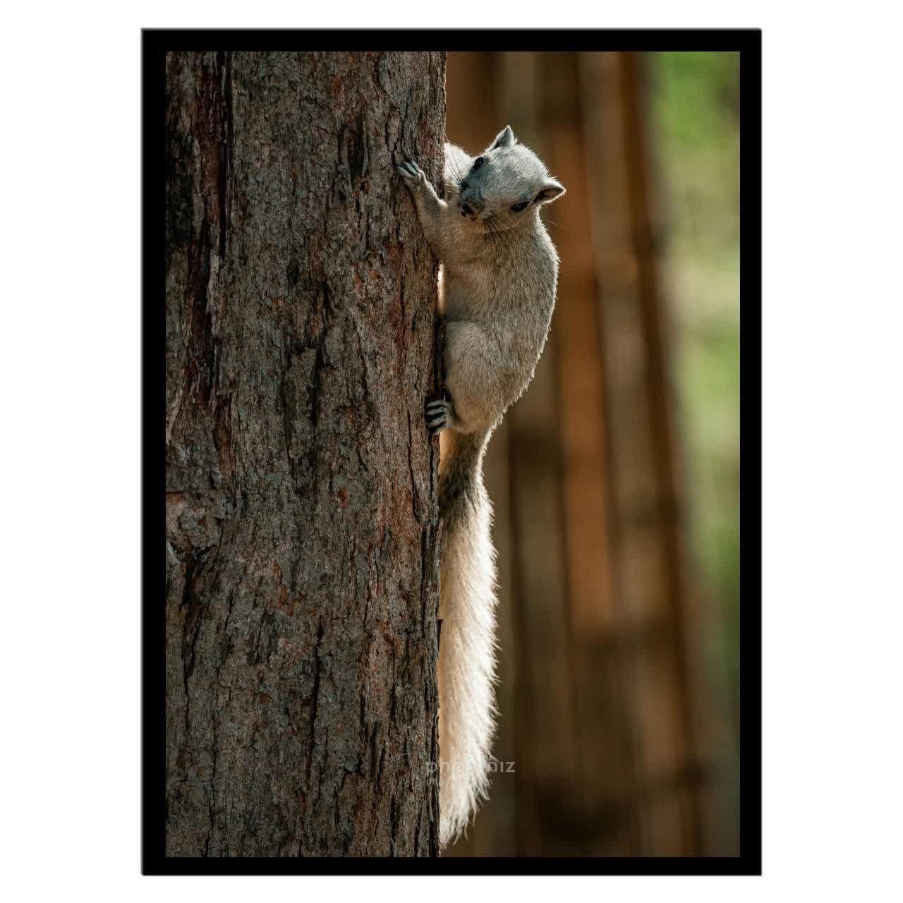  تابلو عکس جانوران کد 2613 