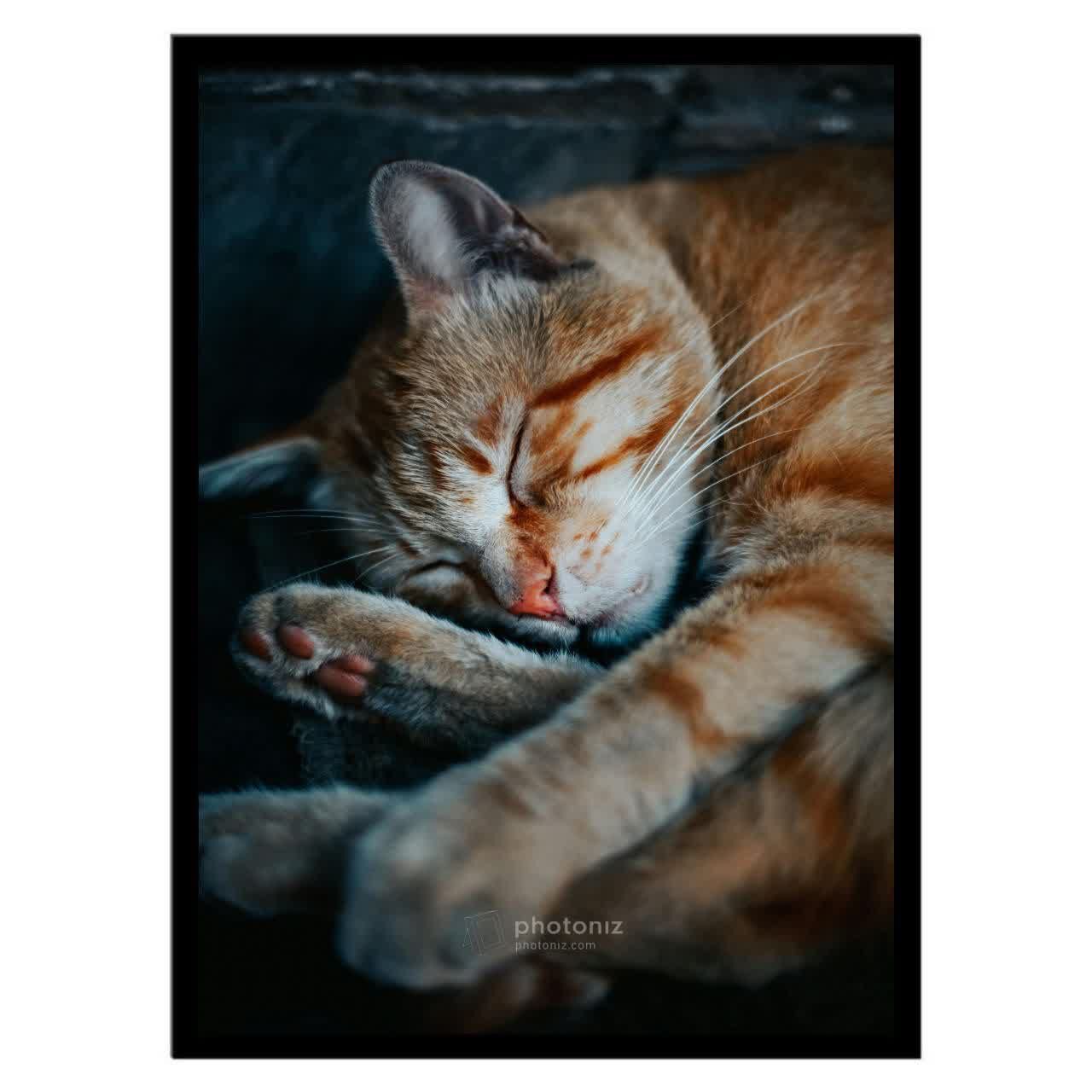 تابلو عکس جانوران کد 2617