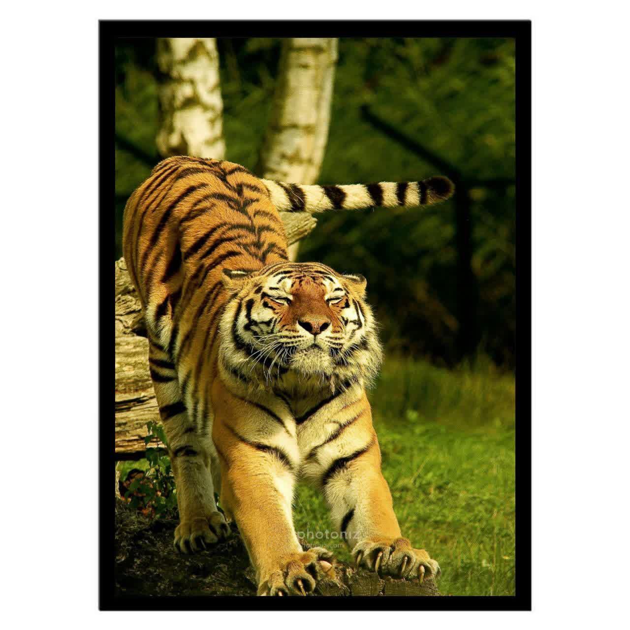  تابلو عکس جانوران کد 2622 