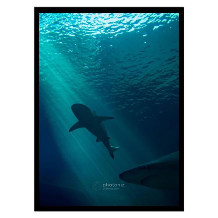 تابلو عکس جانوران کد 2621