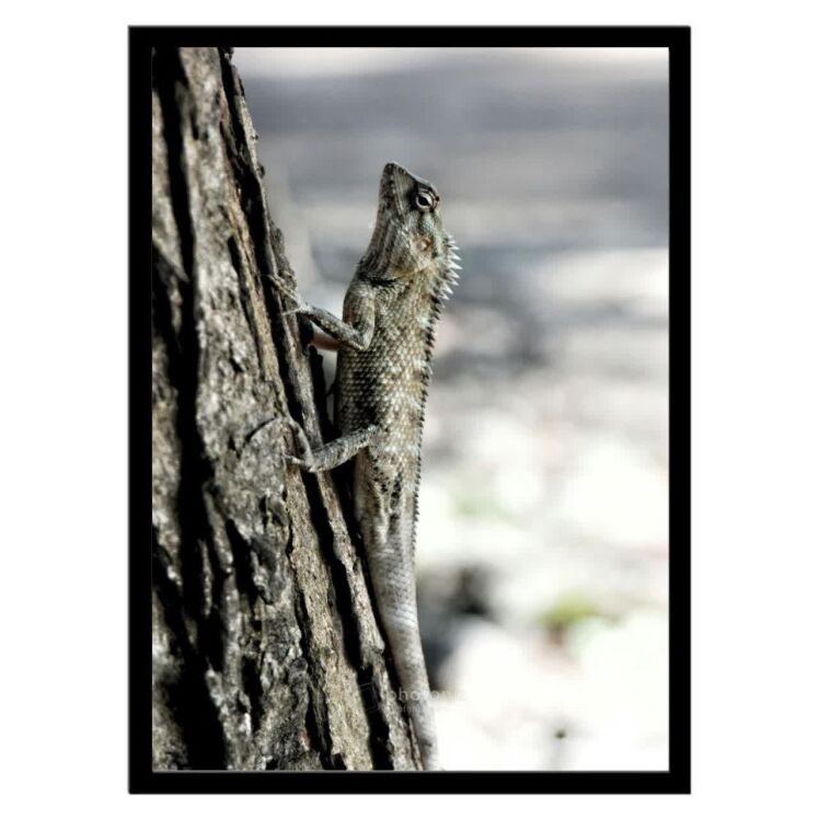 تابلو عکس جانوران کد 2614