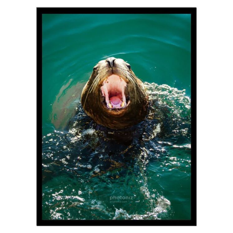 تابلو عکس جانوران کد 2615