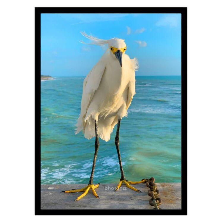 تابلو عکس جانوران کد 2618