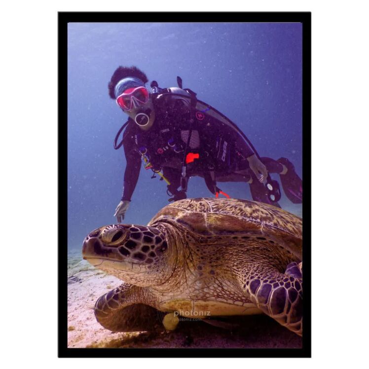 تابلو عکس جانوران کد 2619