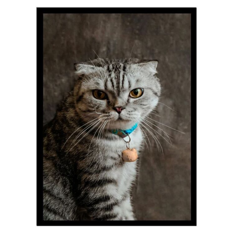 تابلو عکس جانوران کد 2620