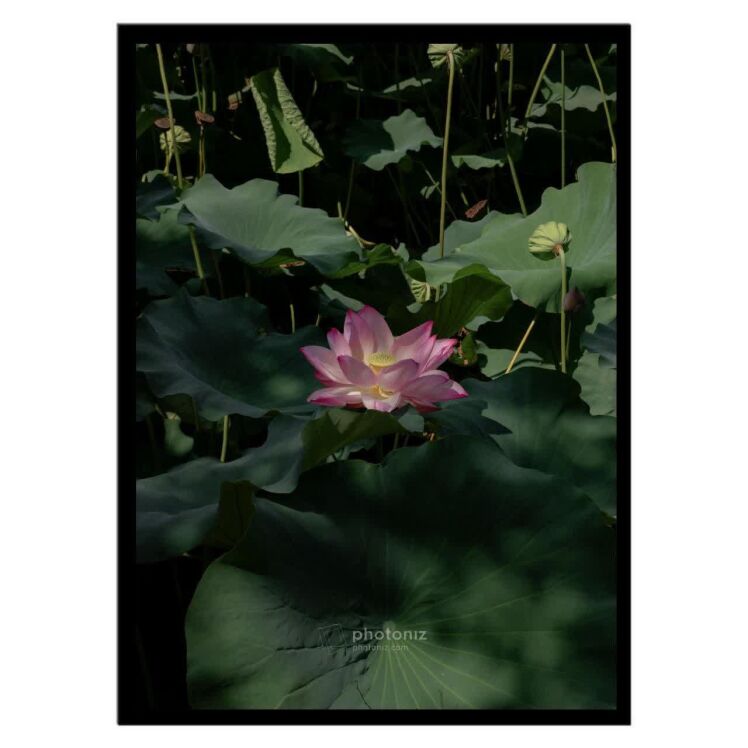 تابلو عکس گل و گیاه کد 2547