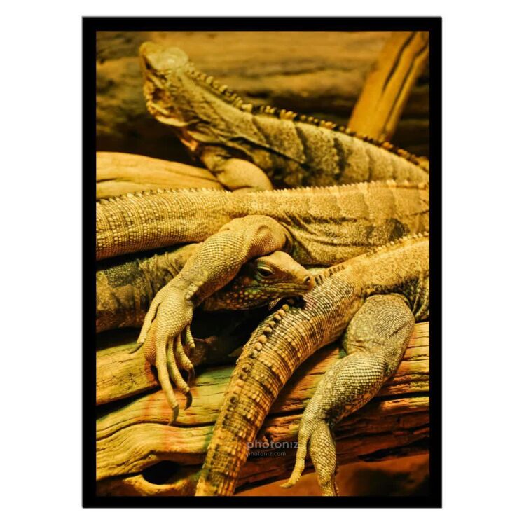 تابلو عکس جانوران کد 2616